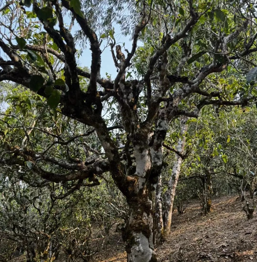 Kunlu Mountain tea