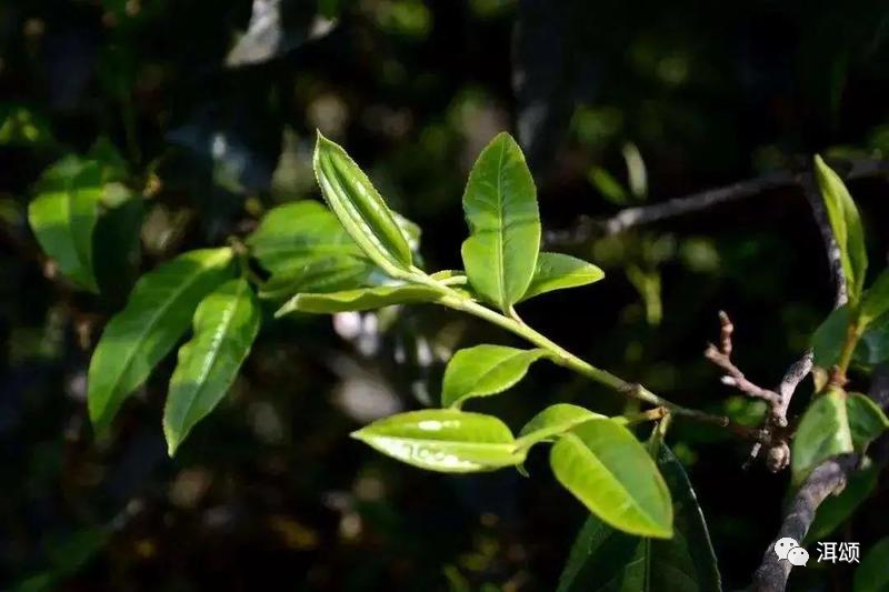 The Majestic Nuowu Tea from the Bingdao Tea Region